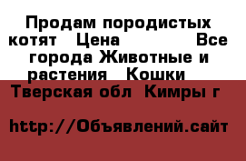 Продам породистых котят › Цена ­ 15 000 - Все города Животные и растения » Кошки   . Тверская обл.,Кимры г.